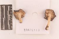 Russula sericeonitens image