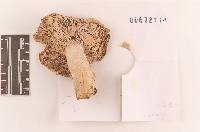 Russula stricta image