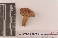 Russula subfoetens image