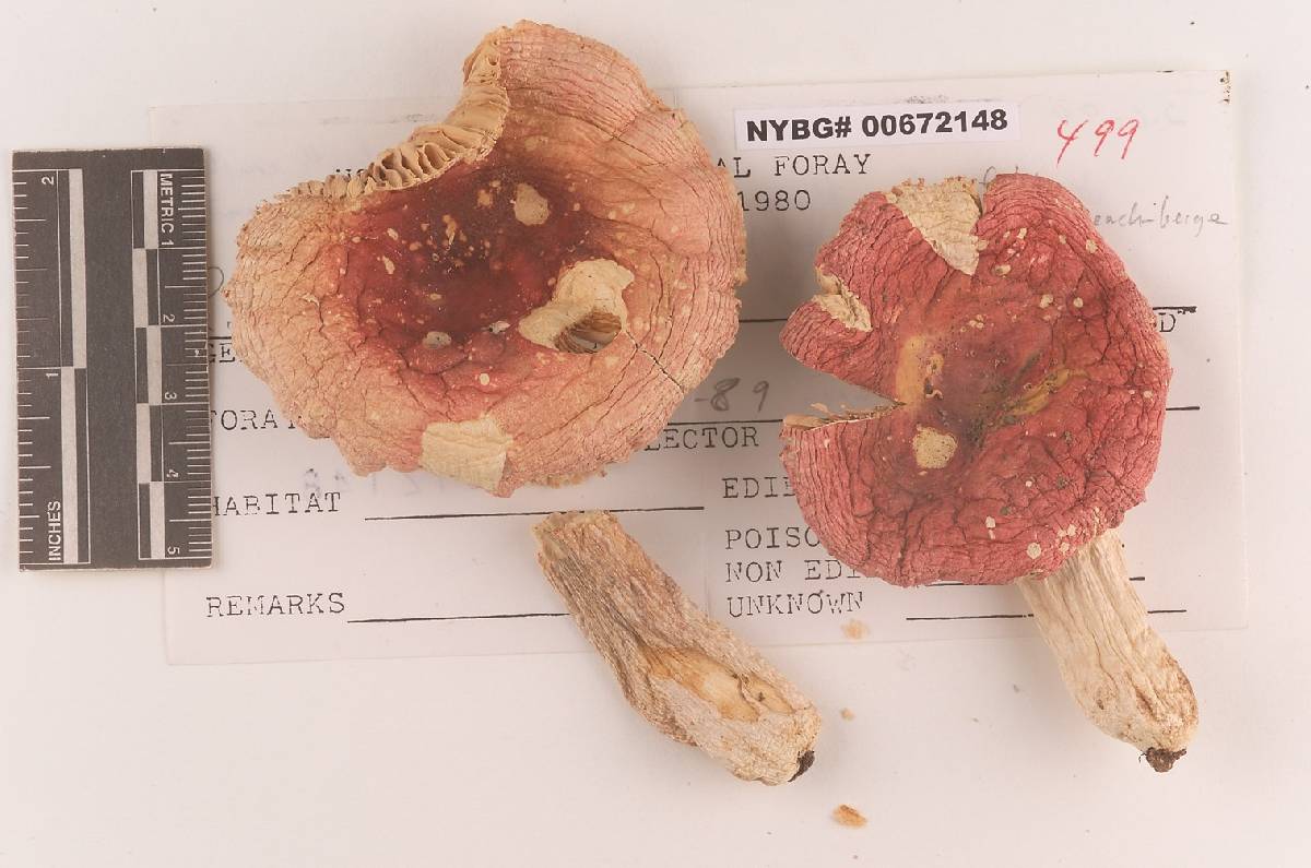 Russula subochrophylla image