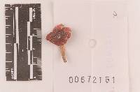 Russula uncialis image