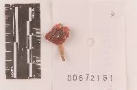 Russula uncialis image
