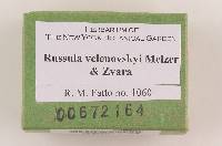 Russula velenovskyi image