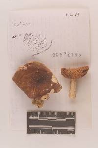 Russula velenovskyi image