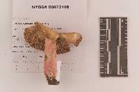 Russula subtenuiceps image