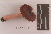 Russula subtenuiceps image