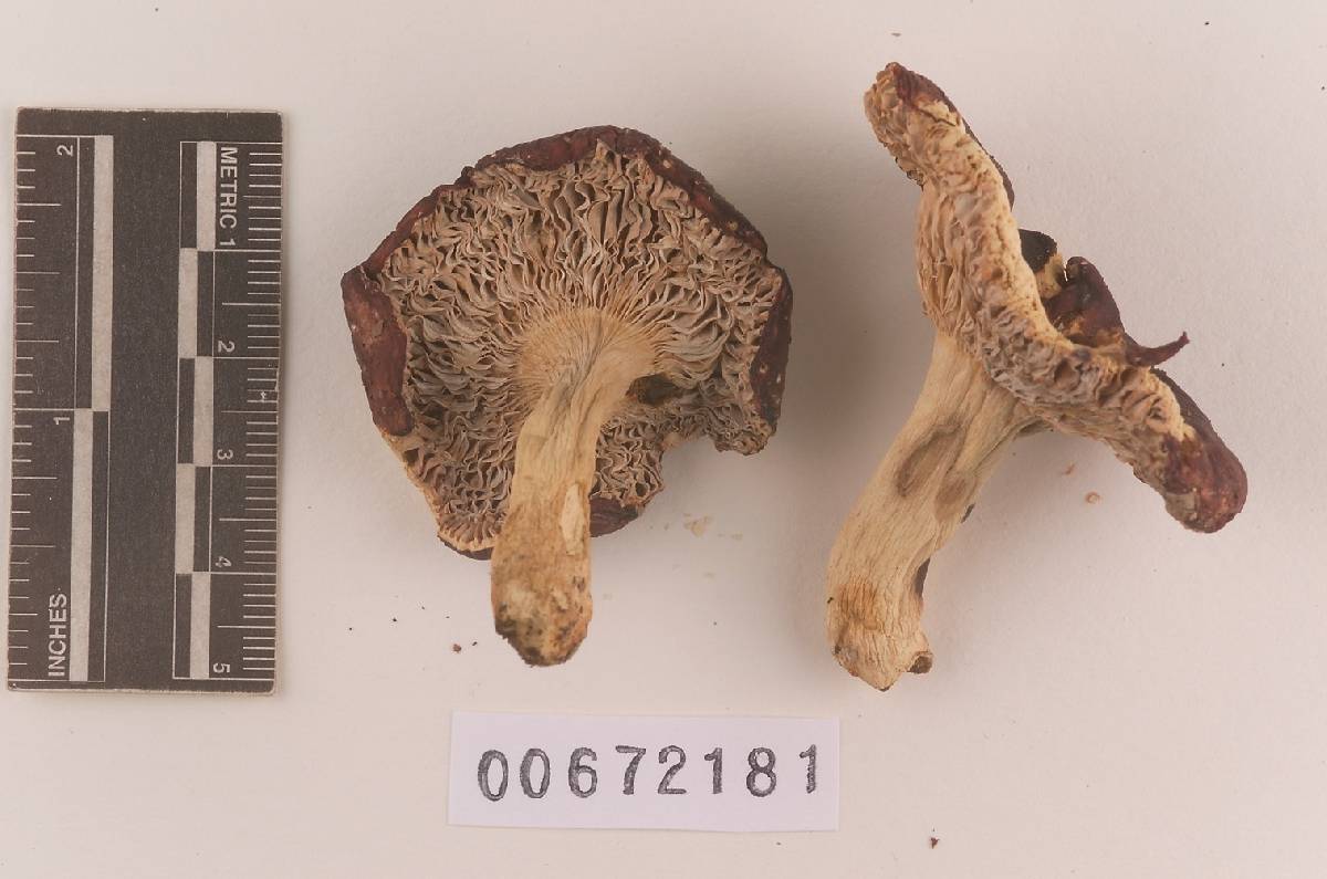 Russula velenovskyi image