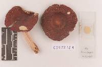 Russula subtenuiceps image