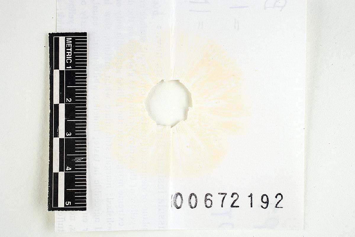 Russula subtilis image