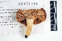 Russula vesca image