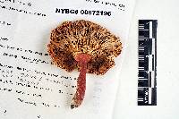 Russula subtilis image