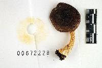 Russula adulterina image