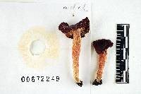 Russula aciculocystis image