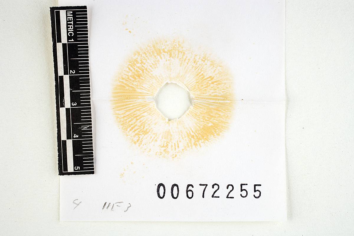 Russula abietina image