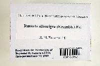 Russula albonigra image