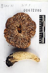 Russula anisata image