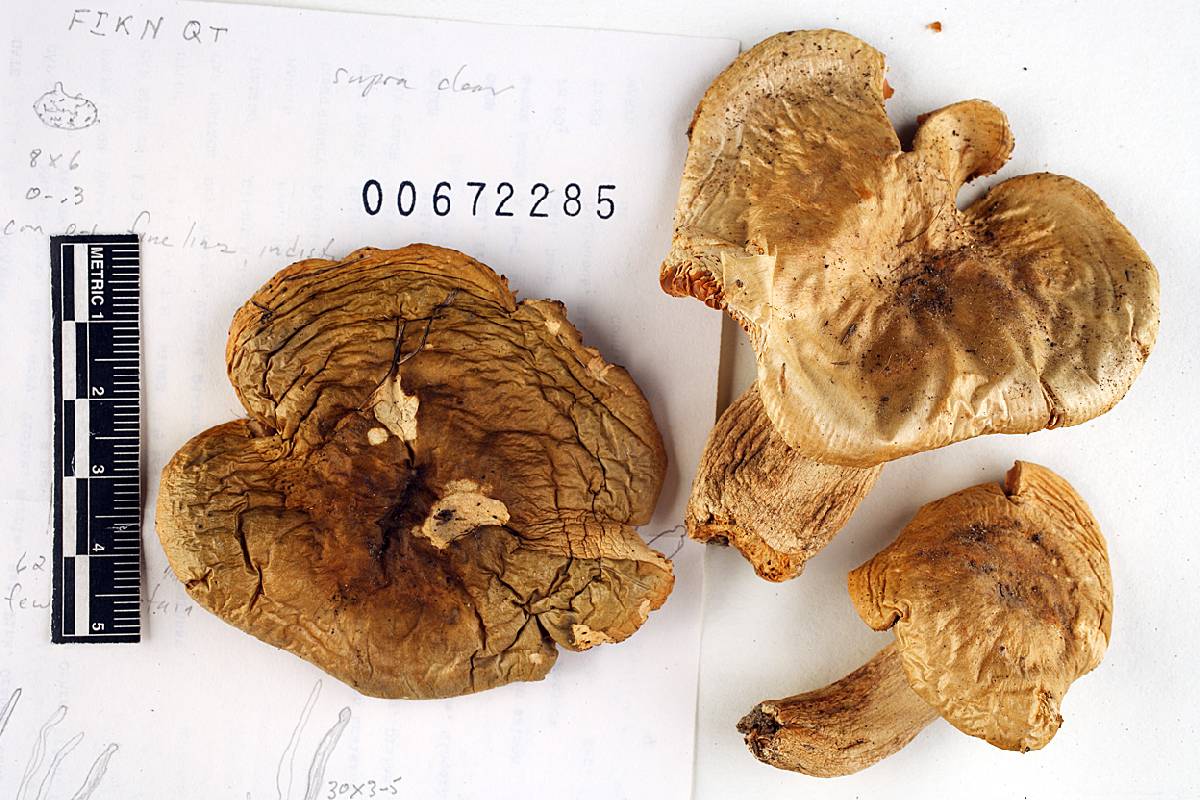 Russula basifurcata image