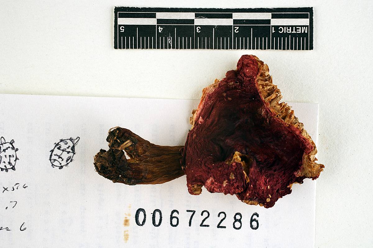 Russula astringens image