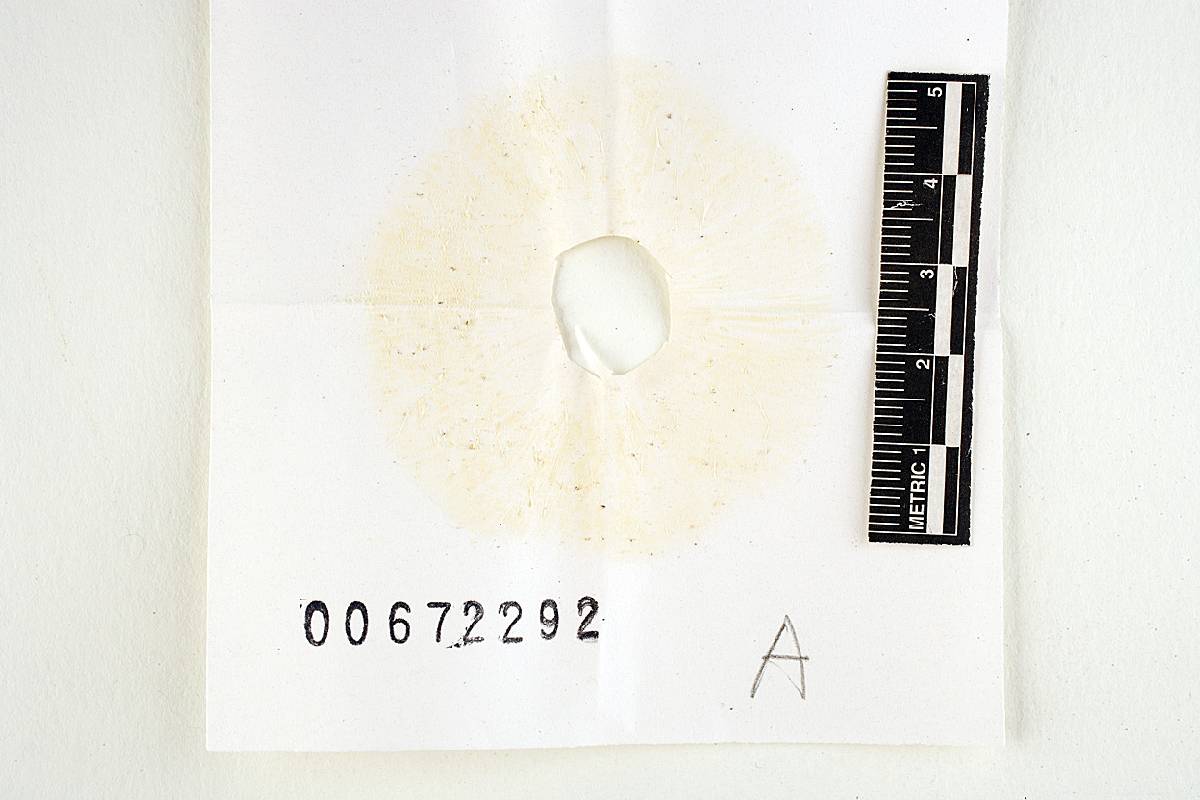 Russula blanda image