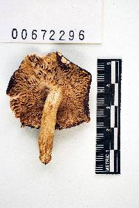 Russula brunneoviolacea image