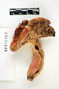 Russula crataegorum image