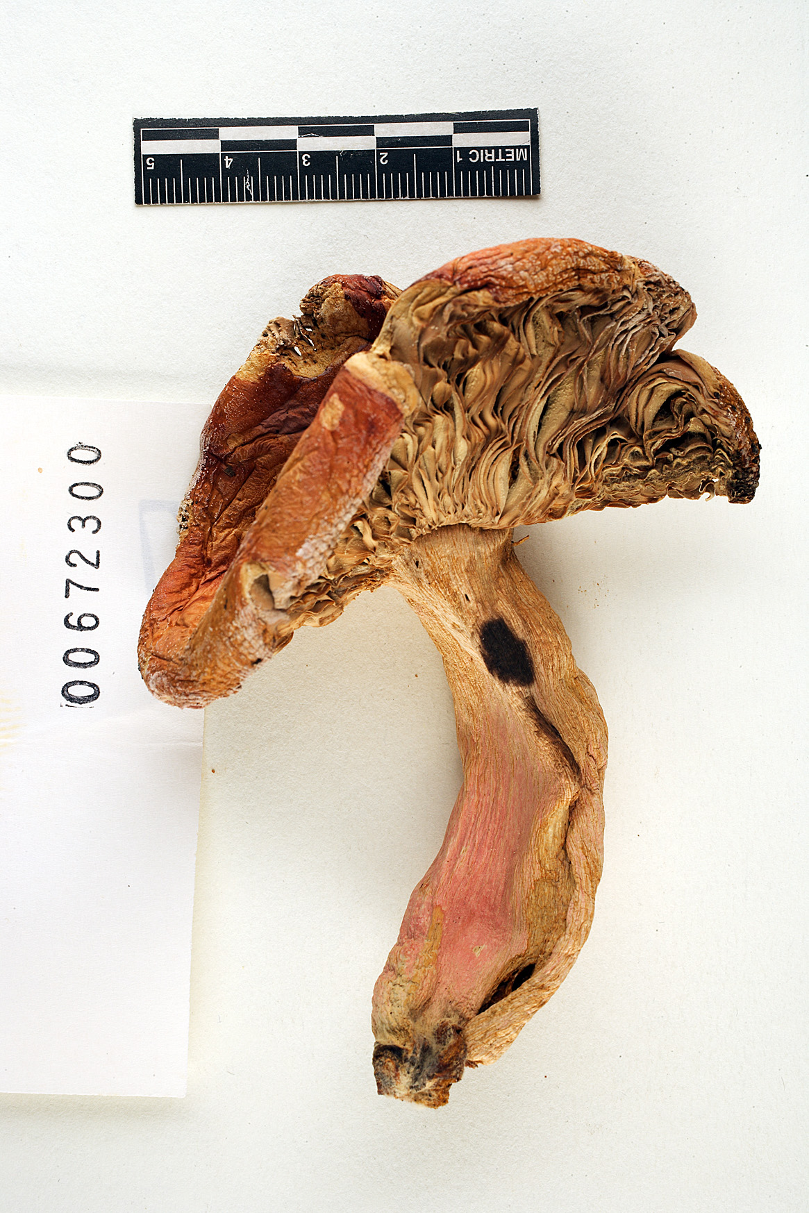 Russula crataegorum image