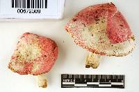 Russula corallina image