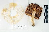 Russula betulina image