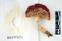 Russula betulina image