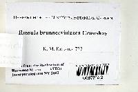 Russula brunneoviolacea image