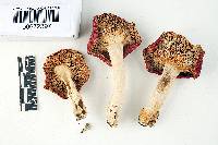 Russula cystidiosa image