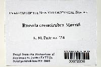 Russula cremeirubra image