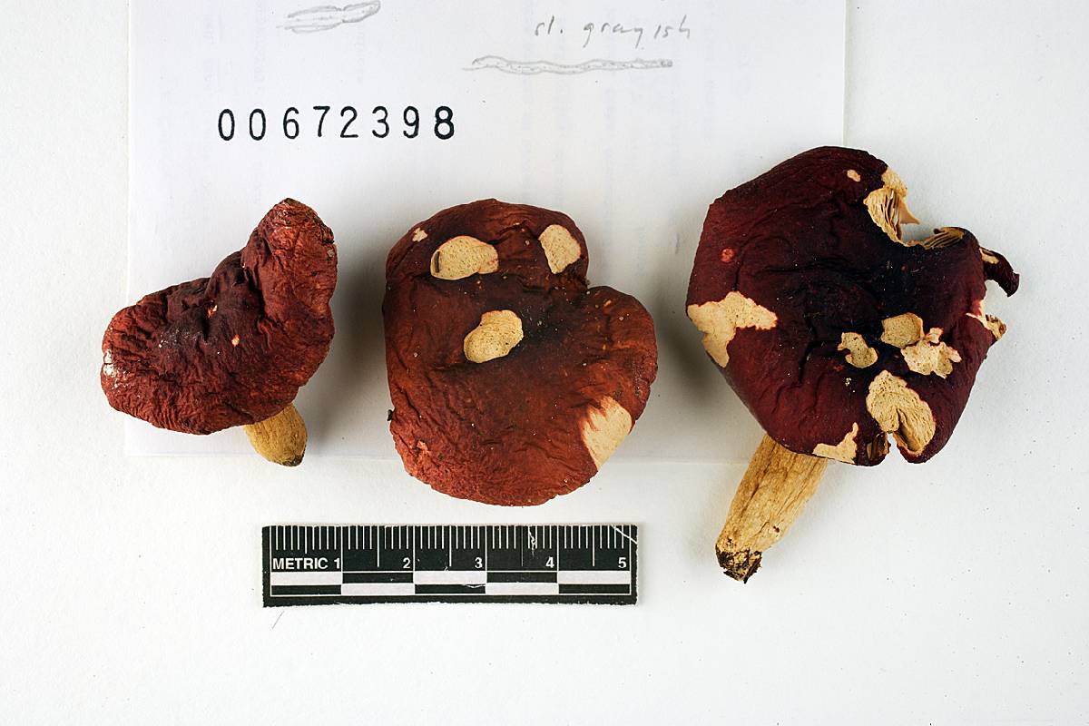 Russula cremeirubra image