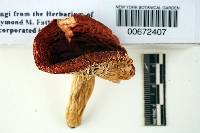 Russula cremeirubra image