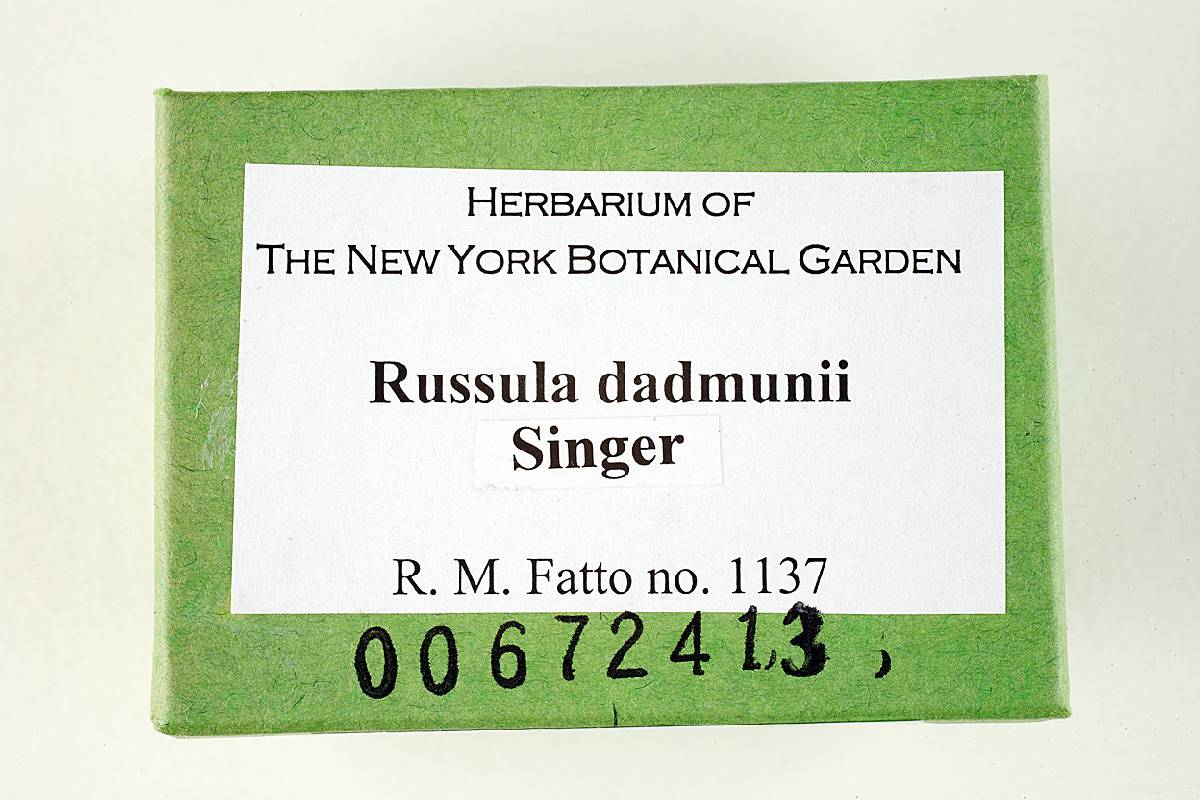Russula dadmunii image