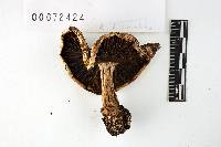 Russula dissimulans image