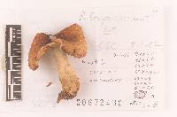 Russula foetentula image