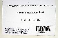 Russula eccentrica image