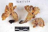 Russula earlei image