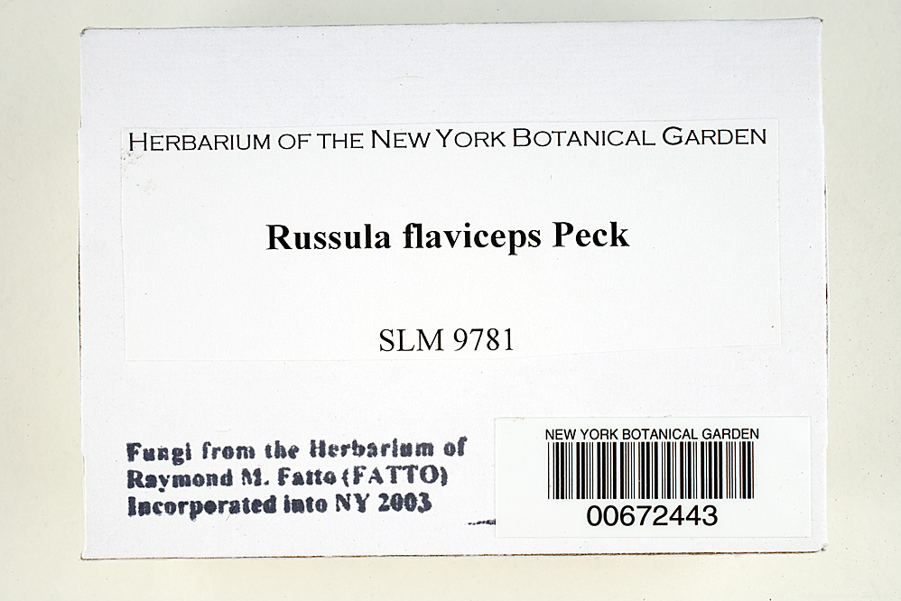 Russula flaviceps image