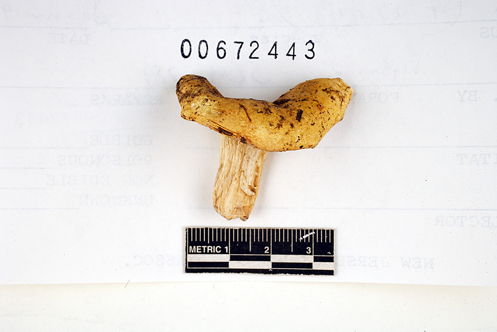 Russula flaviceps image