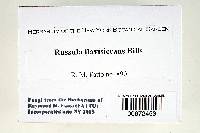 Russula flavisiccans image