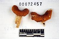 Russula flaviceps image