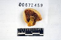 Russula flavida image