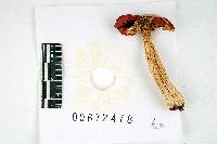 Russula fragiloides image