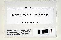 Russula fragrantissima image