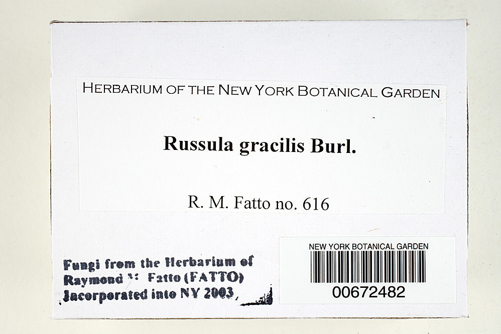Russula gracilis image