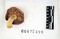 Russula flavisiccans image