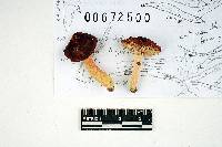 Russula lilacea image