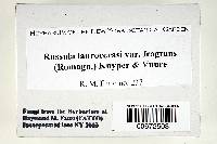 Russula laurocerasi var. fragrans image